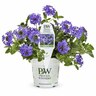 Verbena Royale Chambray