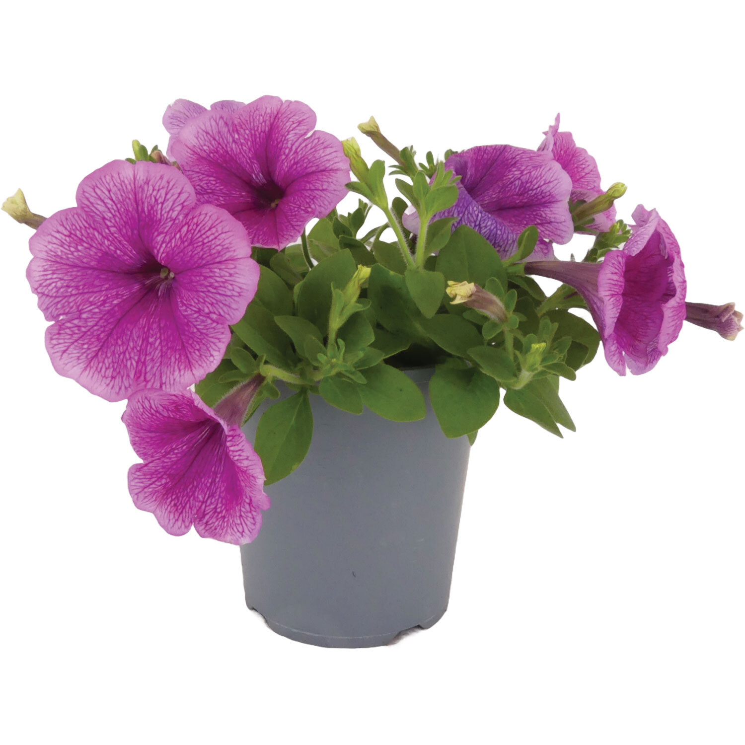 Petunia Success Supreme
