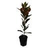 Magnolia Little Gem 4.7 litre