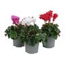 Cyclamen Crispino