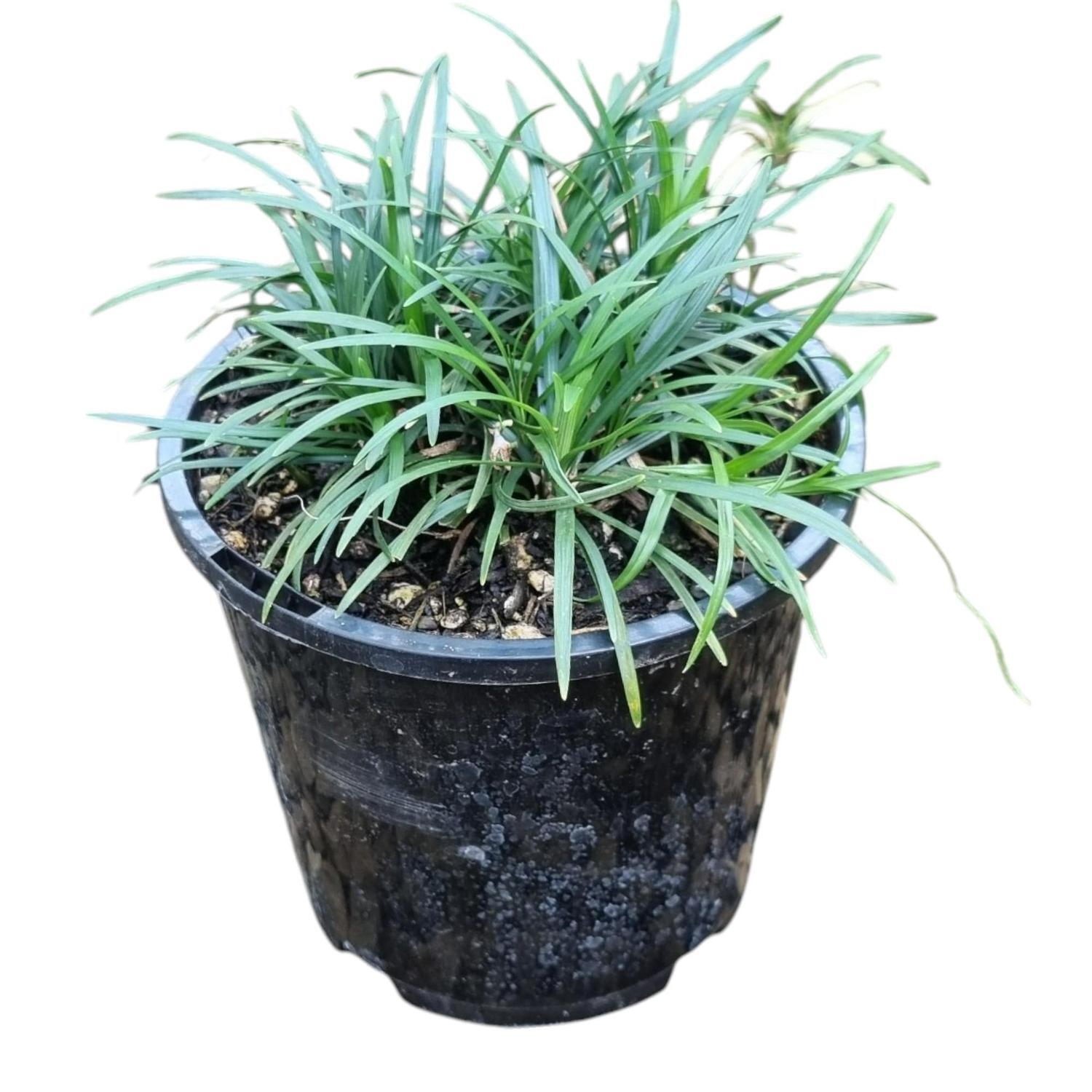 Ophiopogon 'Mondo Grass' Japonicus Nana 1.3L