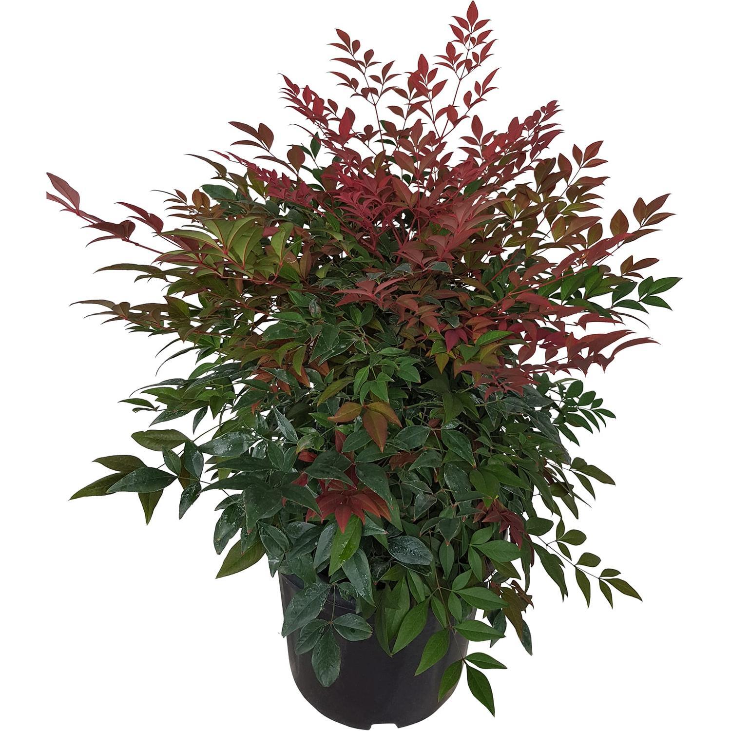 Nandina Obsession