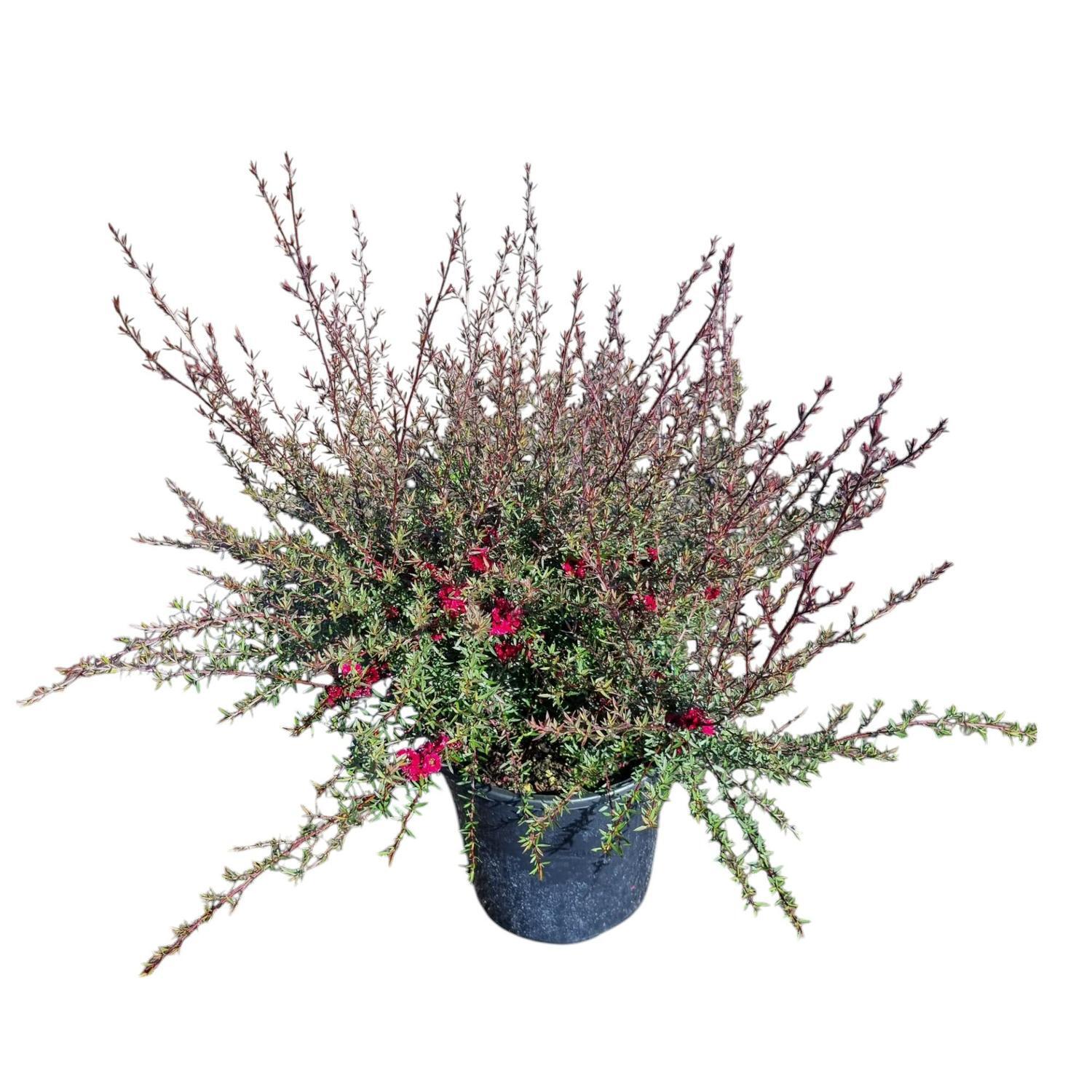 Leptospermum 'Tea Tree' Burgundy Queen 4L