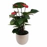 Anthurium in Geometric Ceramic Pot