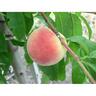 Peach Wiggins