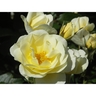 St Mary Patio Rose 6L
