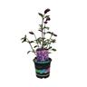Salvia Love and Wishes