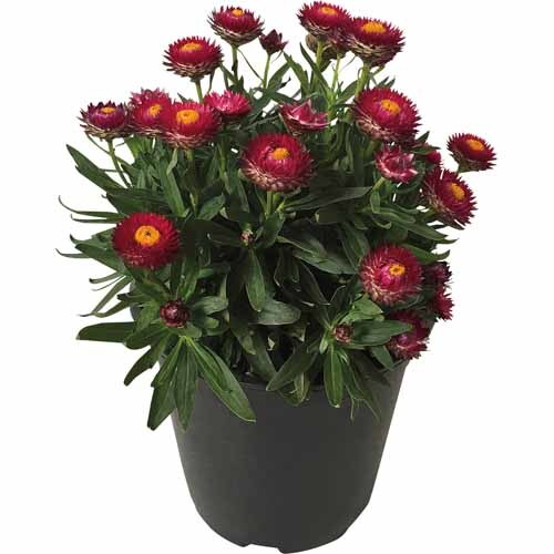 Cottage Bracteantha