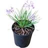Tulbaghia Dark Star