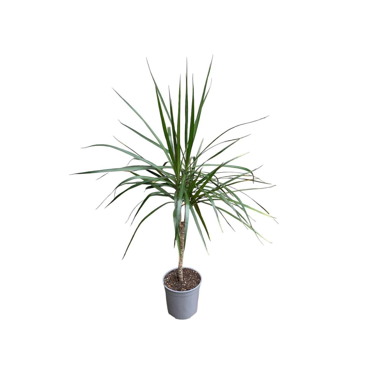 Dracaena Marginata Green Single 17cm