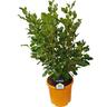 Griselinia Broadway Mint 10 litre