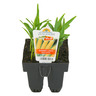 Sweet Corn Sugar Sweet Pack of 6