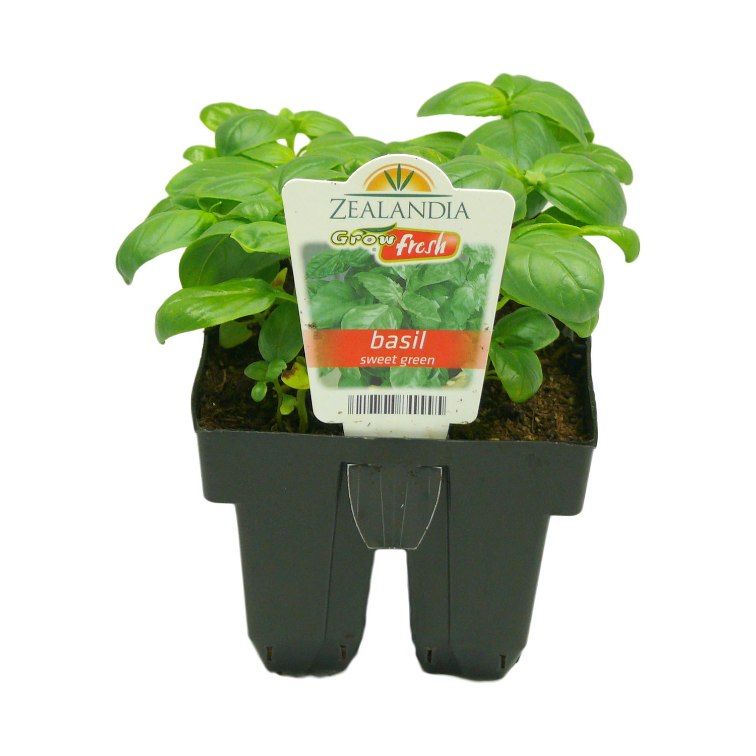 Basil Sweet Green