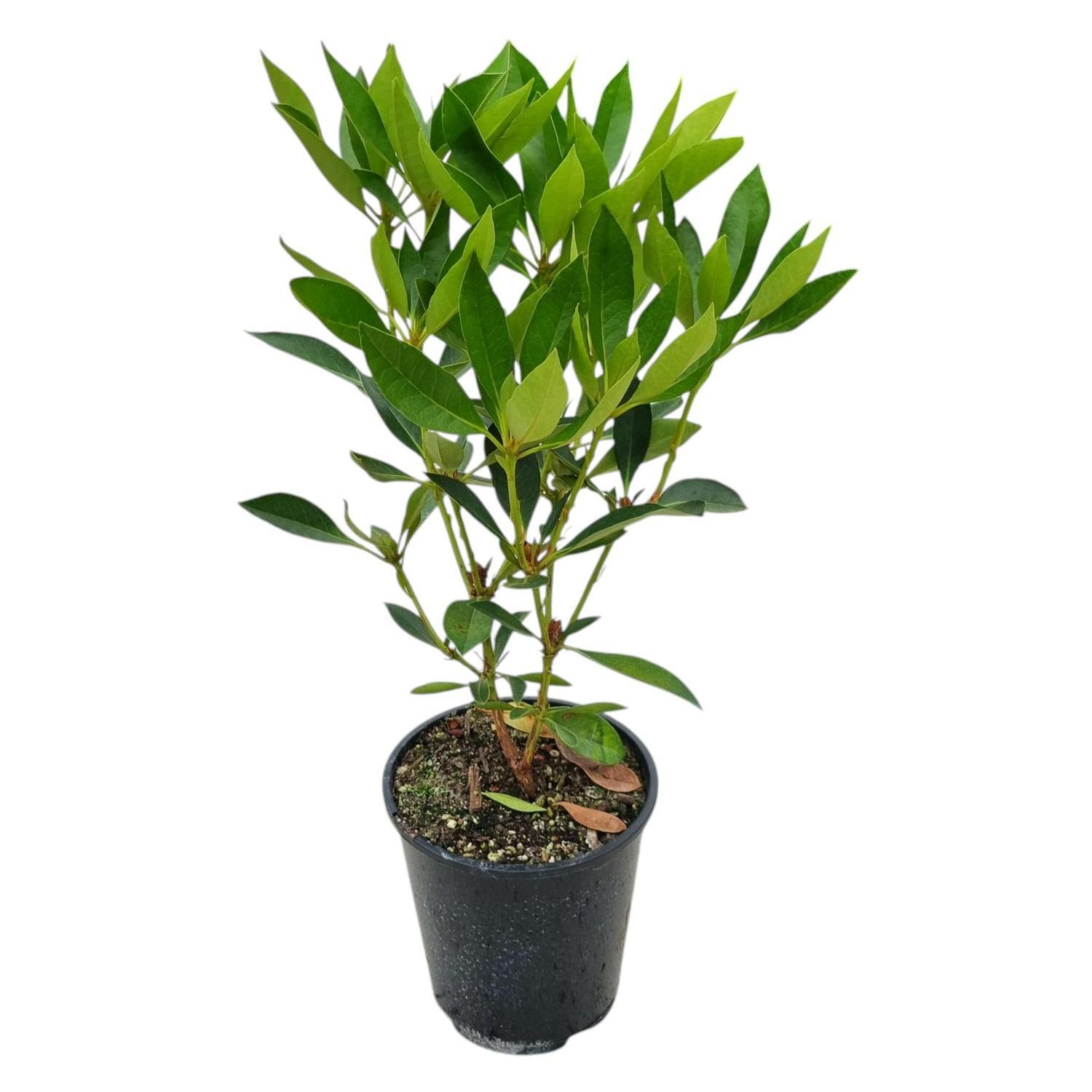 Vireya Cherry Glow 3.3L