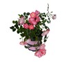 Rose Pink Splash