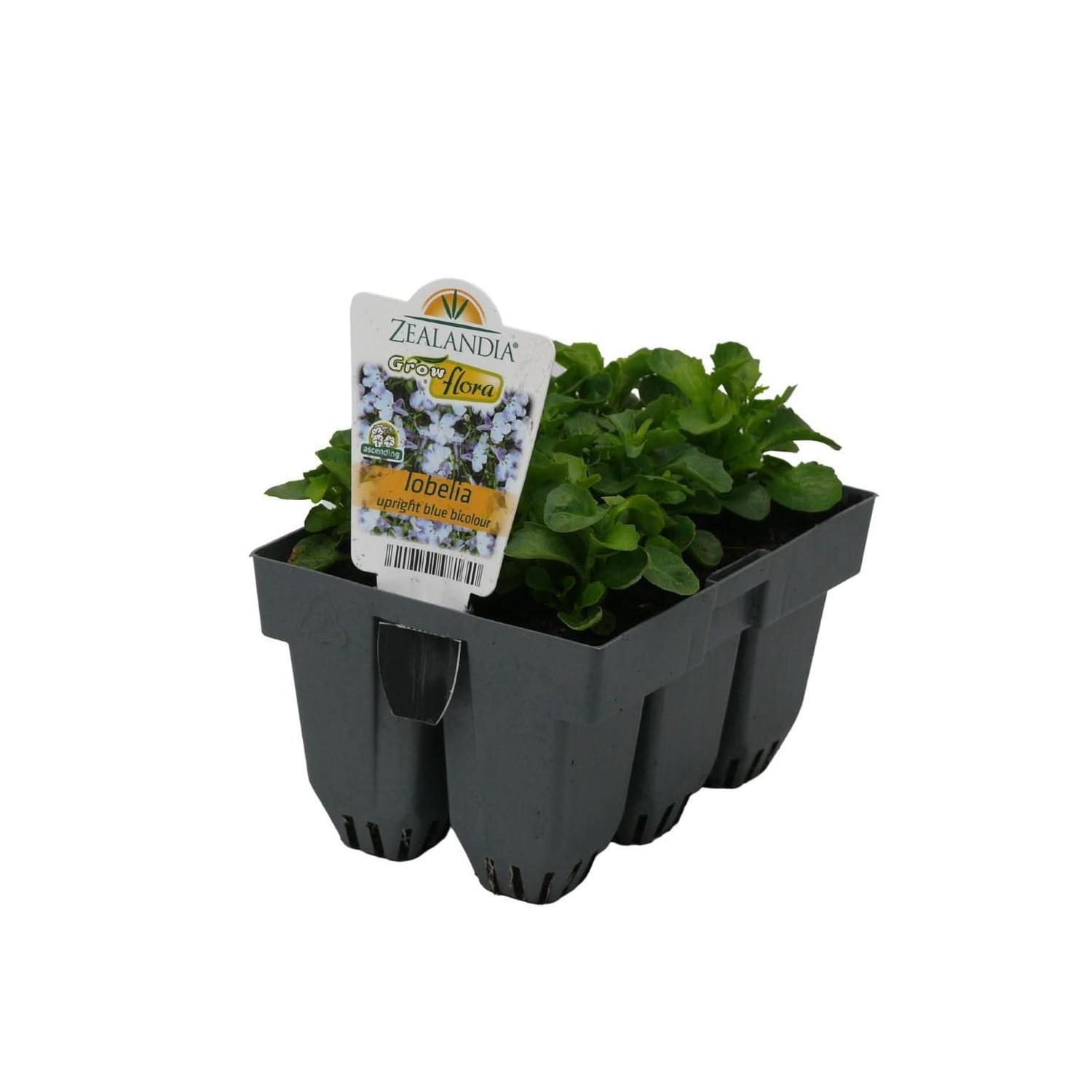Lobelia Upright