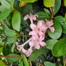 Vireya Greers Pink 3.3L