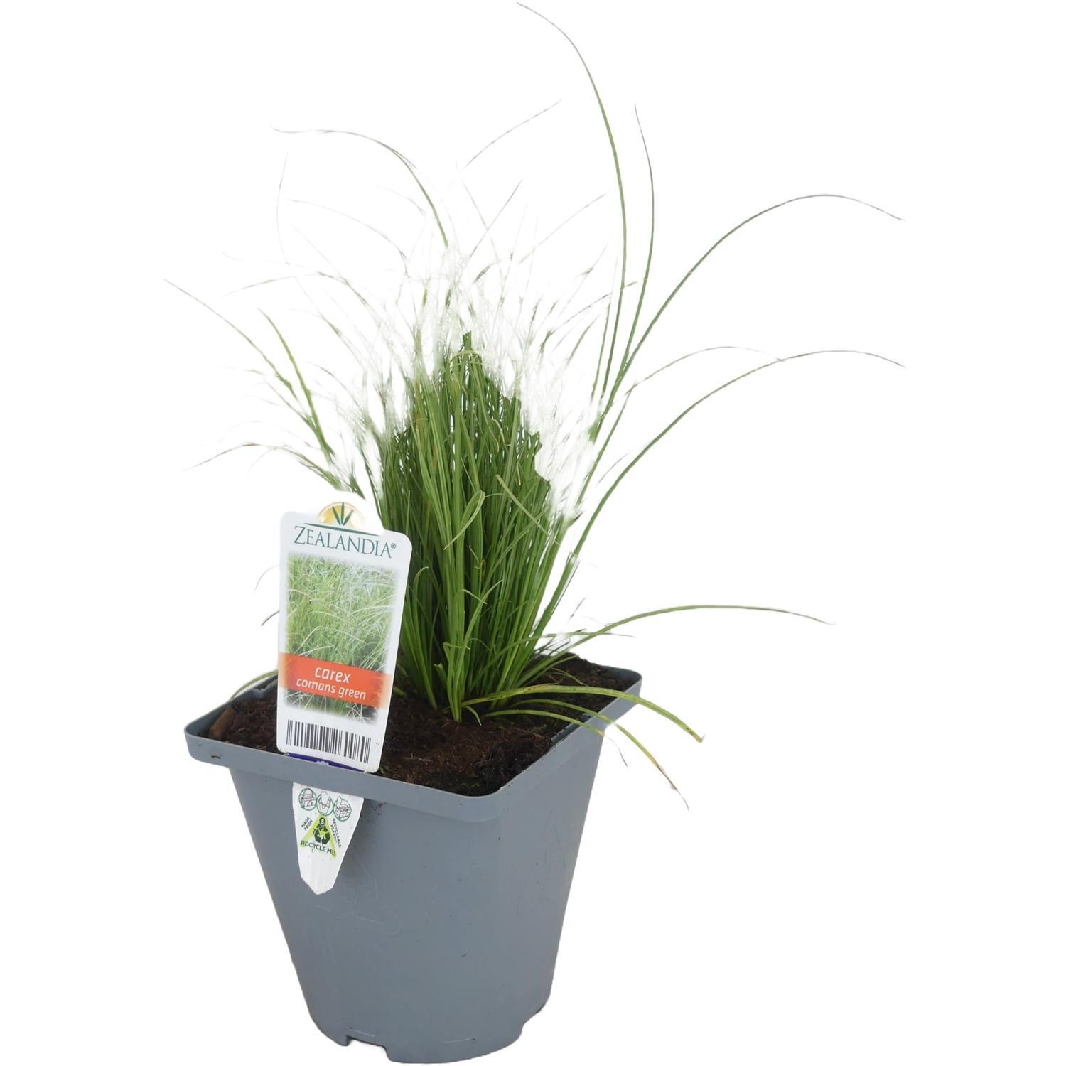 Carex Comans
