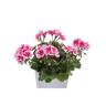 Geranimum PAC 150 mm