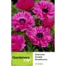Anemone Double Lilac Pink Roseflounce 15 pack