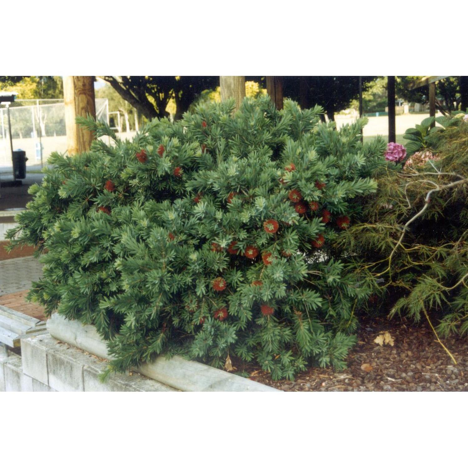 Callistemon citrinus 'Little John'