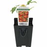 Tomato Money Maker Black