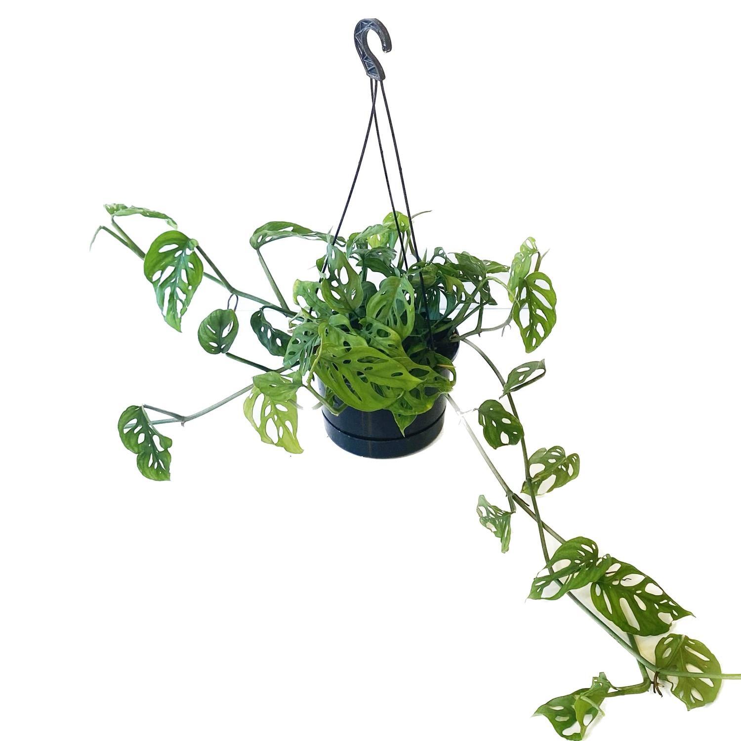 Monstera Andansonii Basket 17.5cm