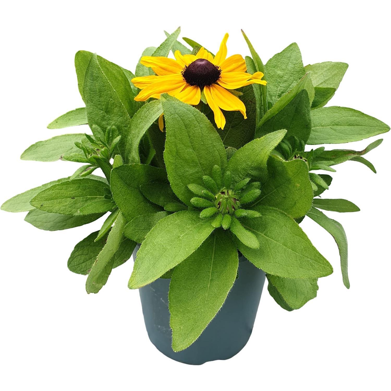 Rudbeckia Claire Supreme Colour 14cm