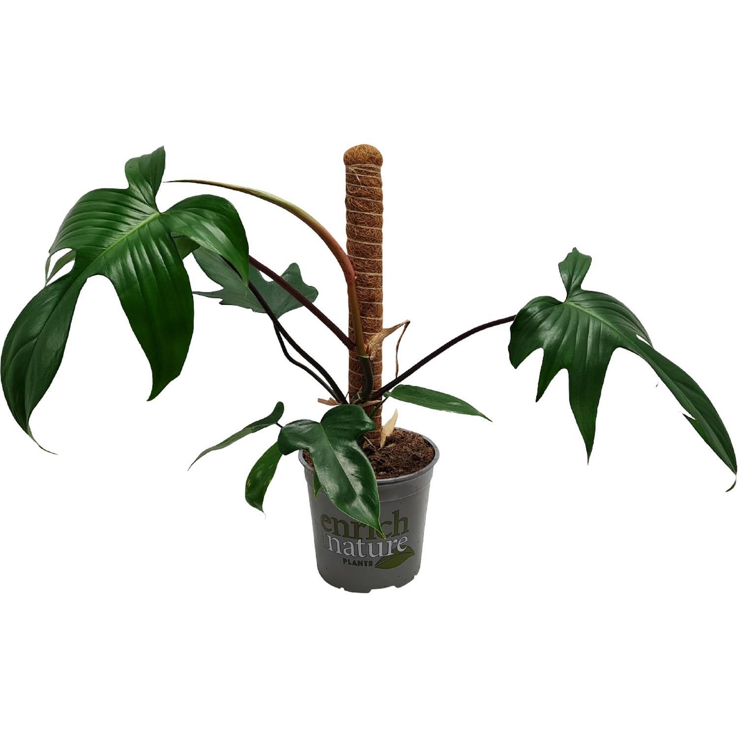 Philodendron Florida