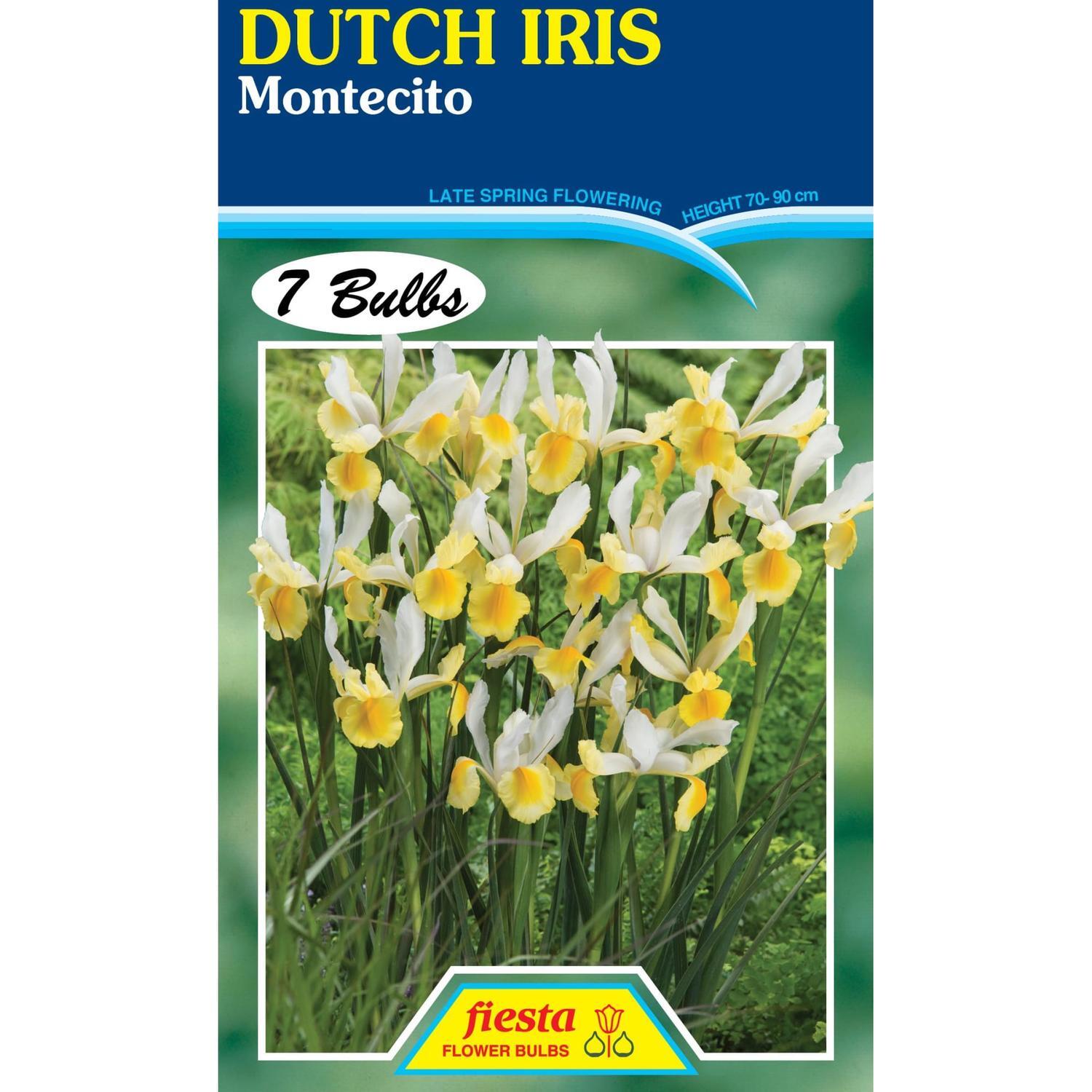 Dutch Iris Montecito 7 Pack