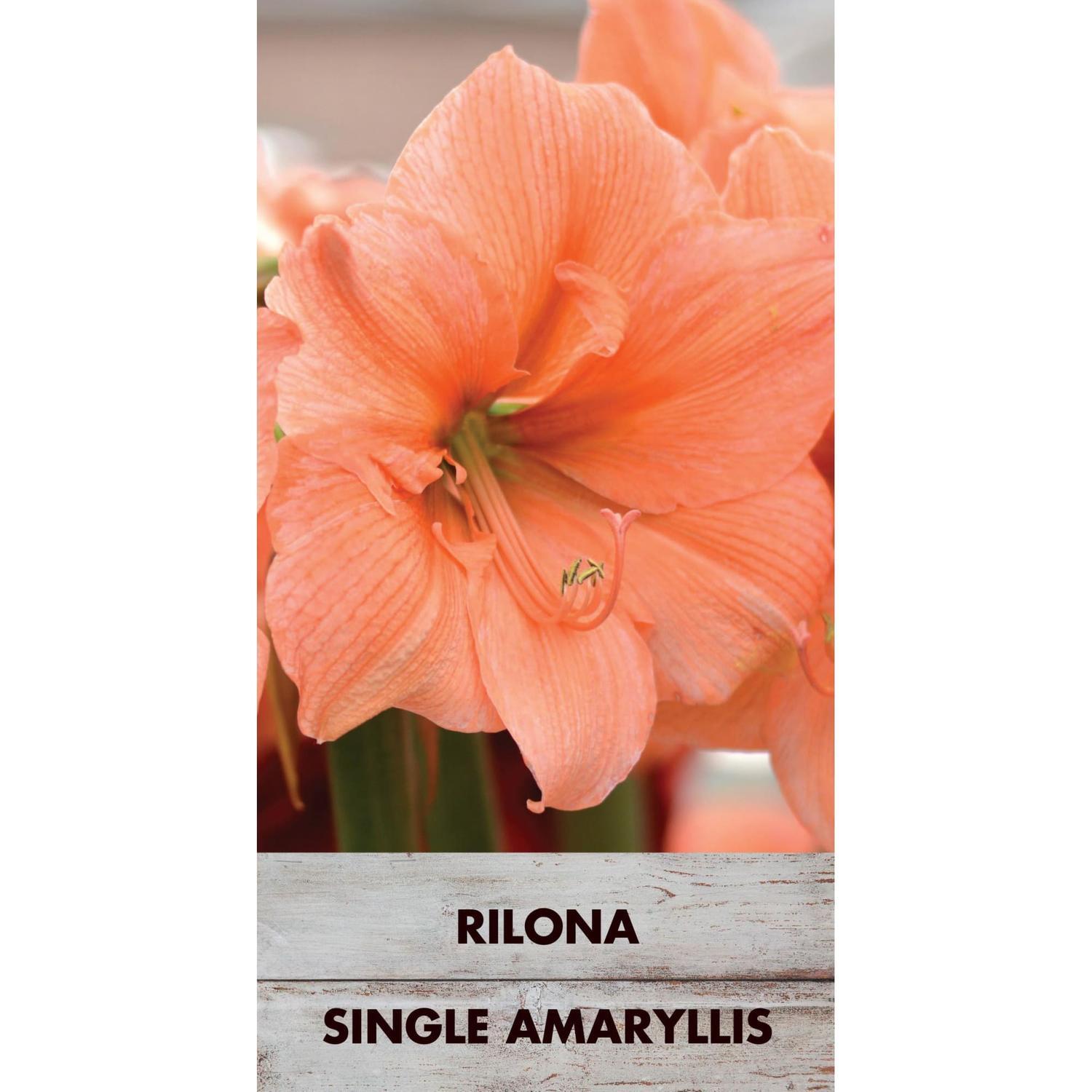Amaryllis Hippeastrum Single 'Rilona'