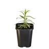 Tarragon French