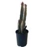 Euphorbia Trigona 'African milk tree' 14cm