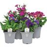 Flowering Colour