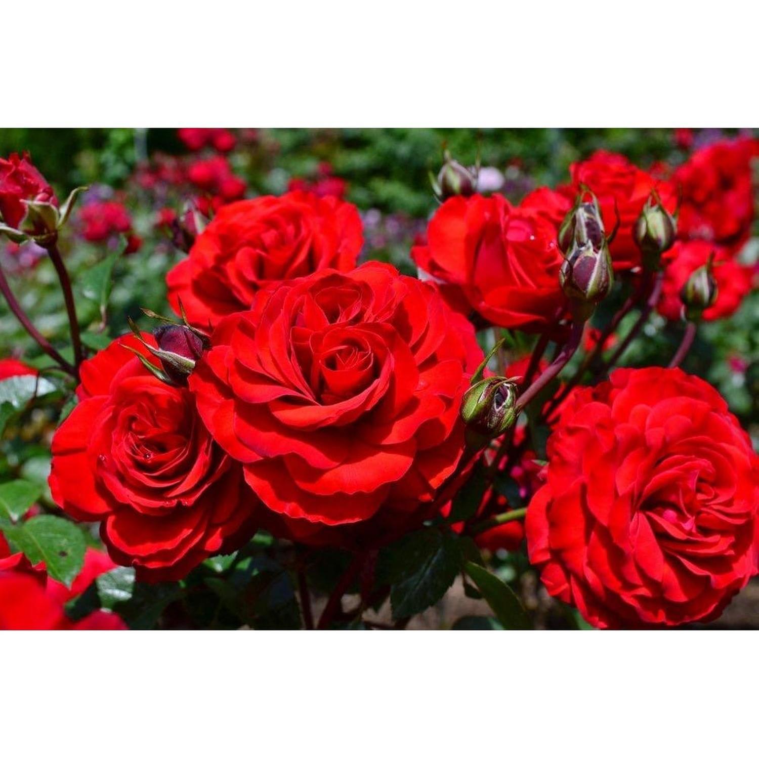 Rose Bush Christchurch Remembers 6L
