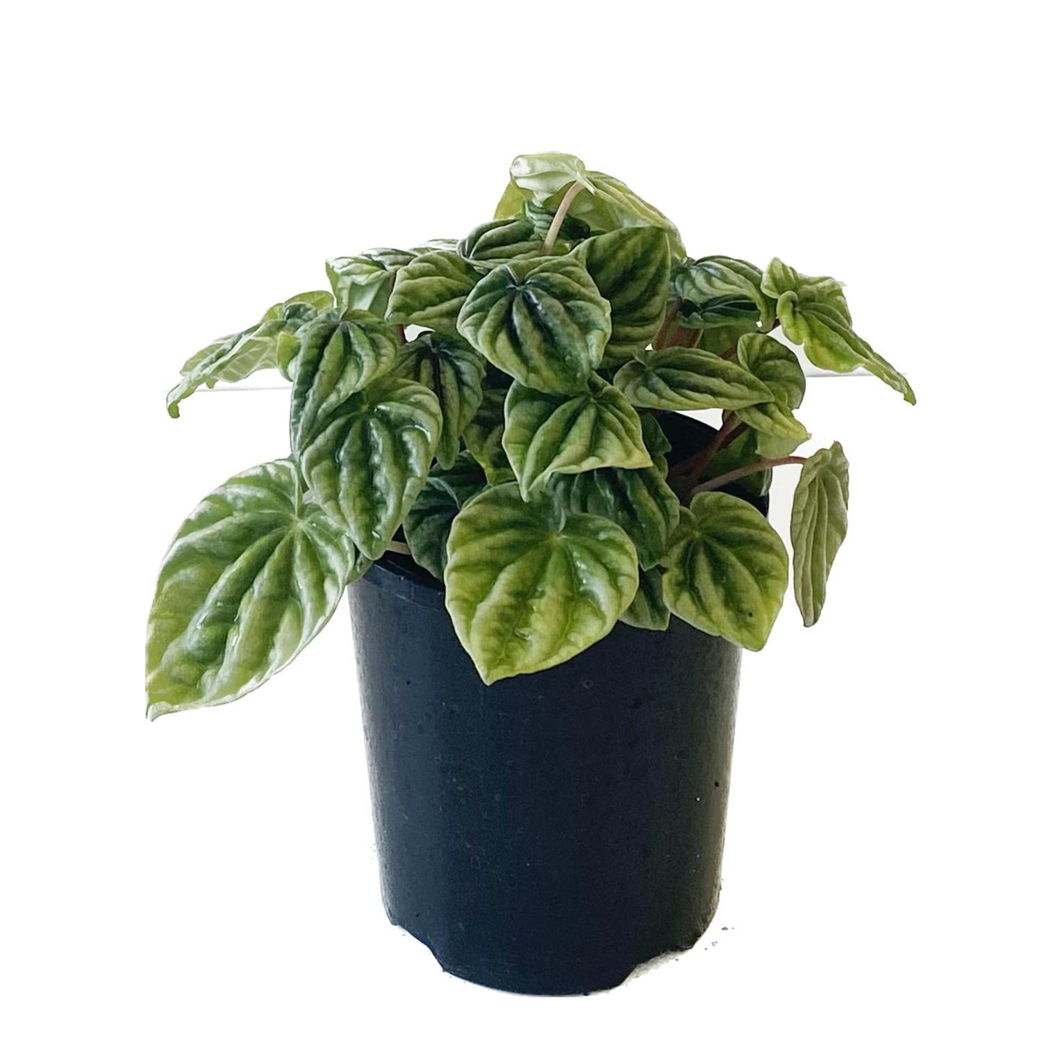 Peperomia Silver 12cm