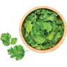 Coriander