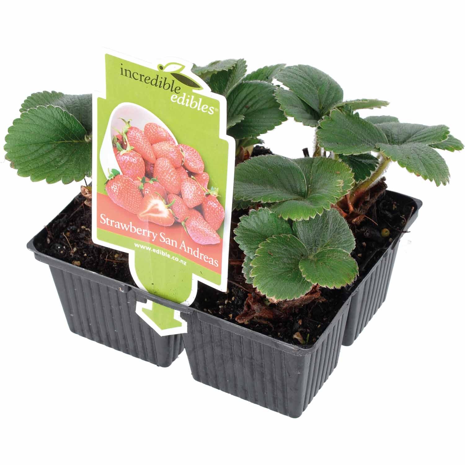 Strawberry 'San Andreas' PVR