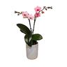 Mini Orchid 9cm