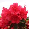Rhododendron Betsie Balcom