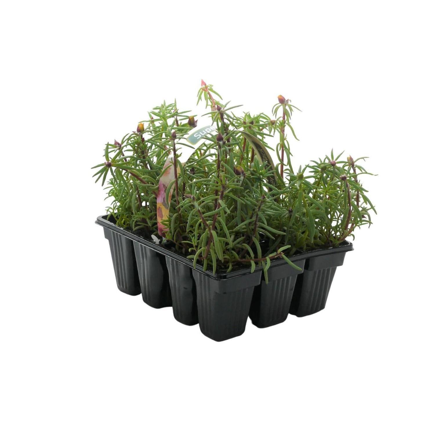 Portulaca