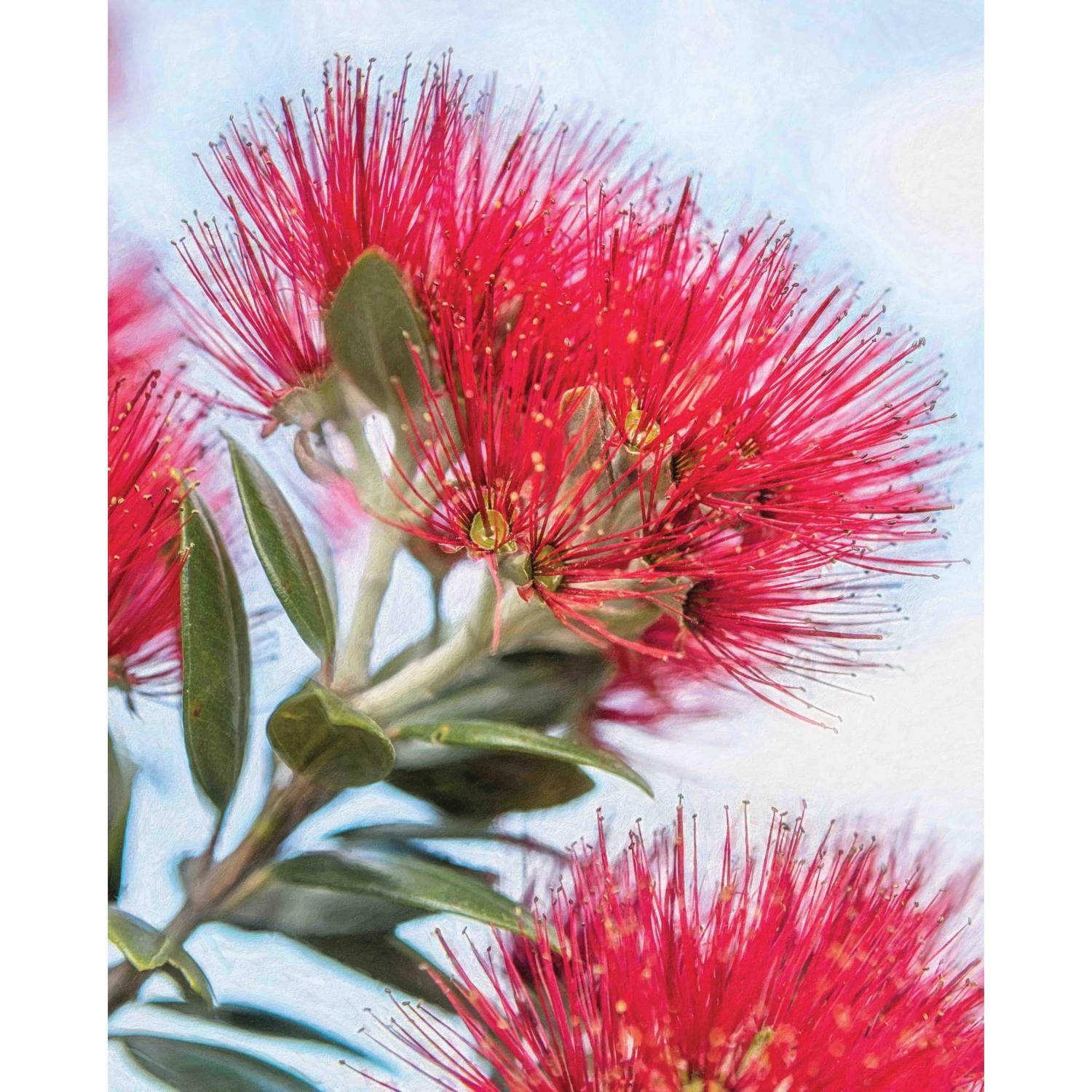 Splashback Pohutukawa