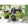 Indoor Foliage Selection in Frida Ceramic Pot