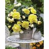 Begonia Fragrant 'Yellow Flame'