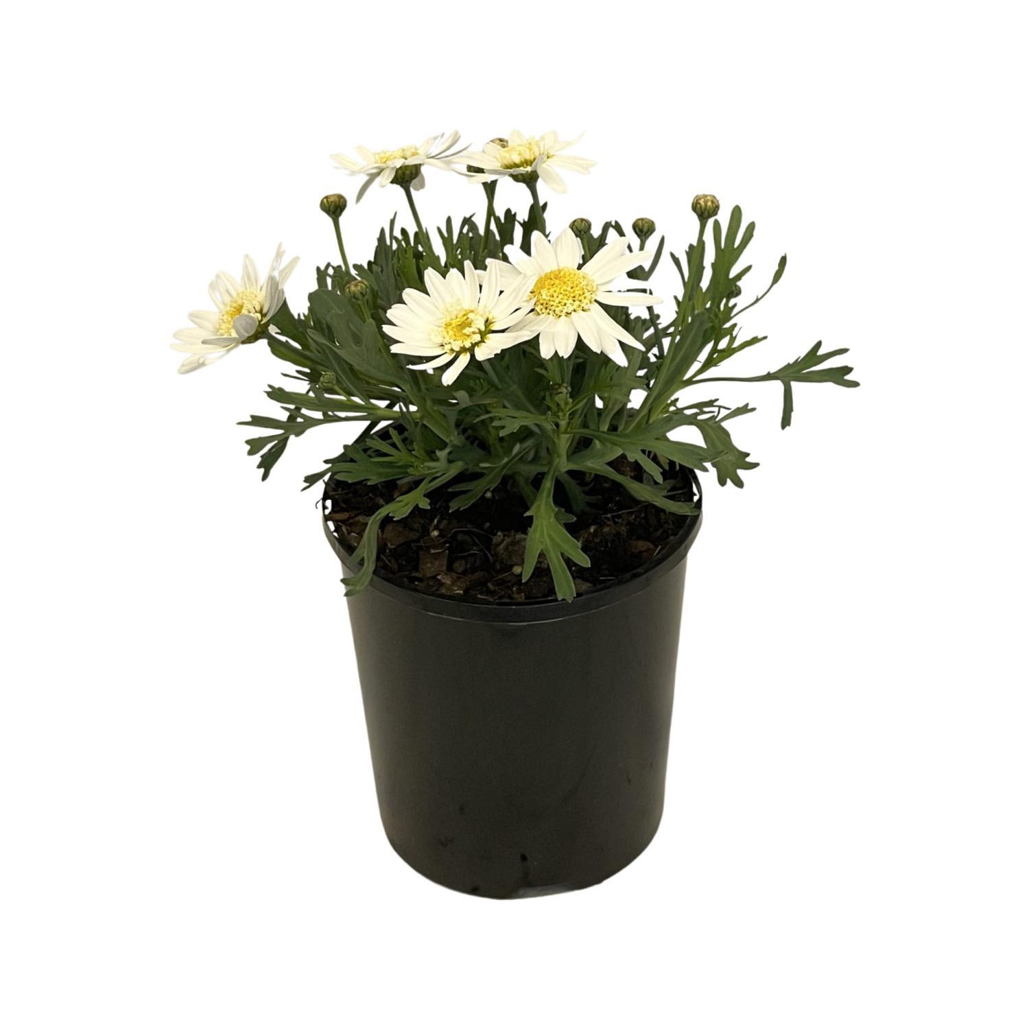 Argyranthemum Angelic 'White Chic'