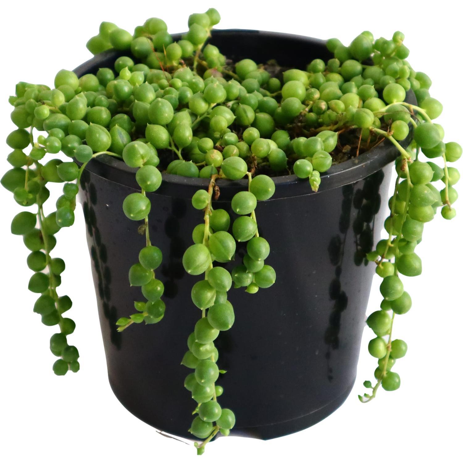 String of Pearls
