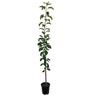Apple Semi-Dwarf 'Granny Smith' 4.7 litre
