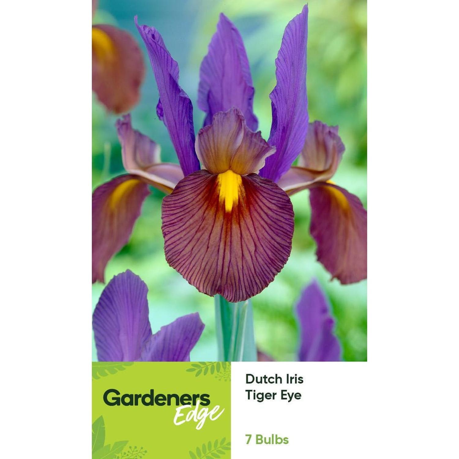 Dutch Iris Tigereye 7 pack