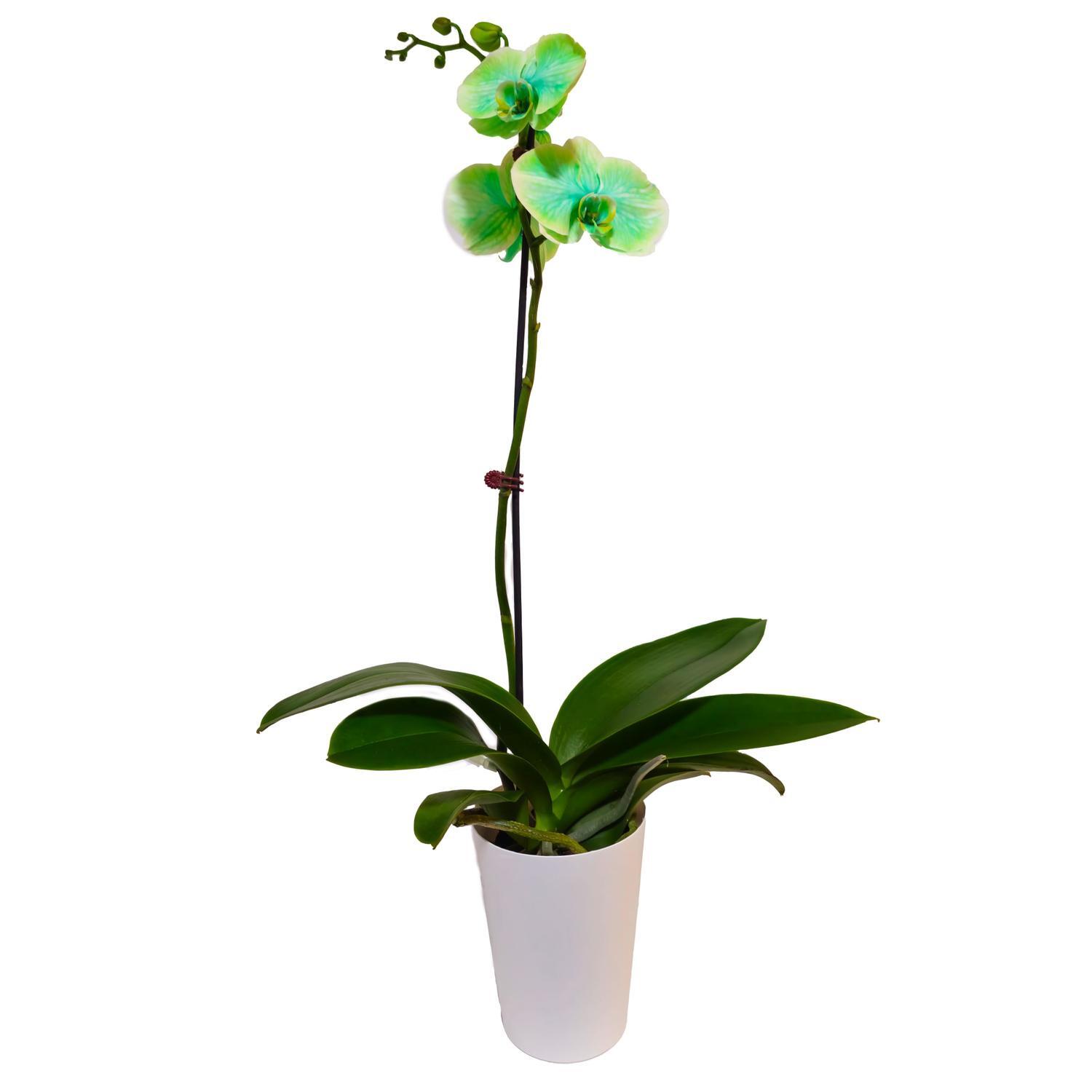 Watercolour Phalaenopsis Orchid Single 12cm Green