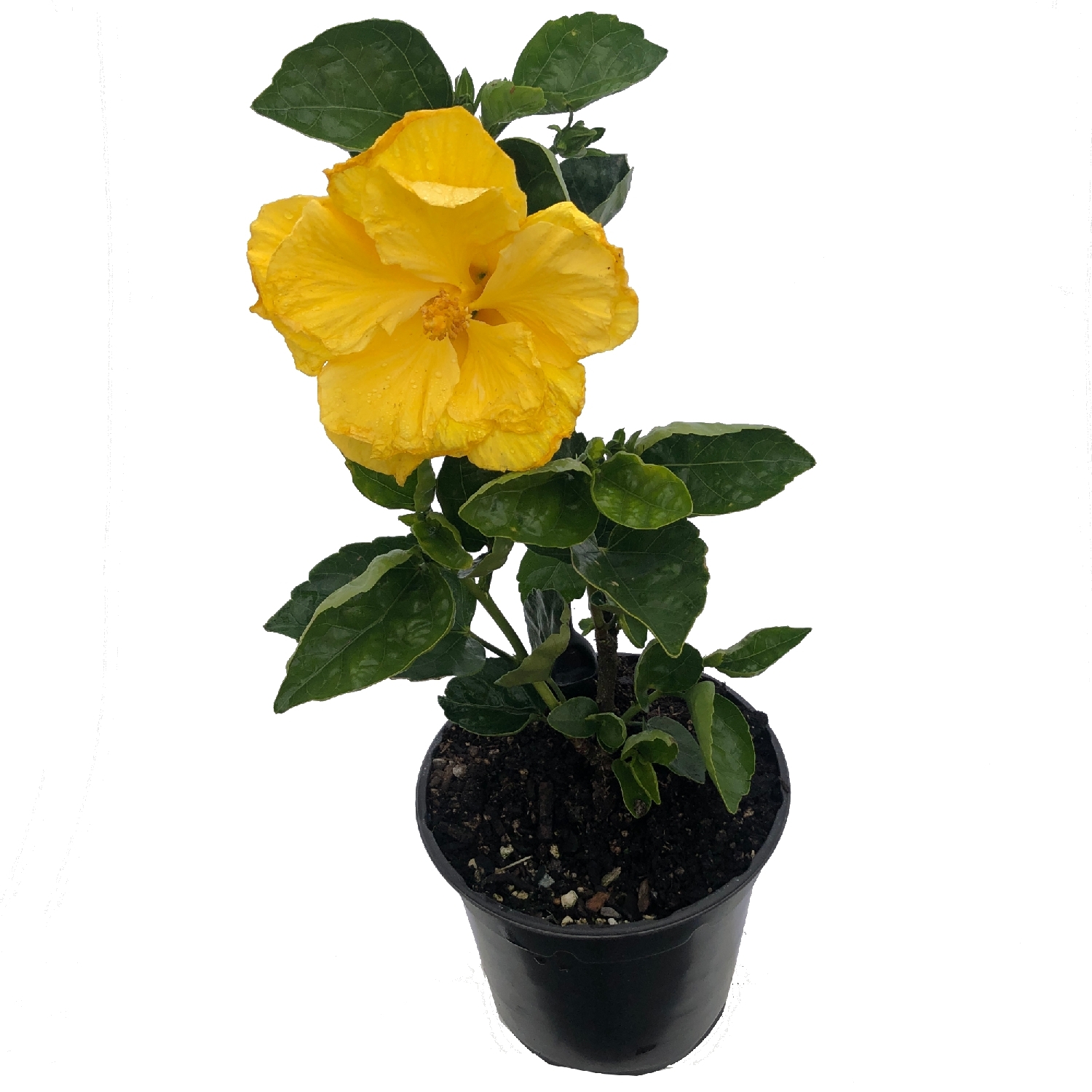 Hibiscus Macdelveons Yellow